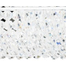 Настенный светильник LIGHTSTAR MONILE 704654